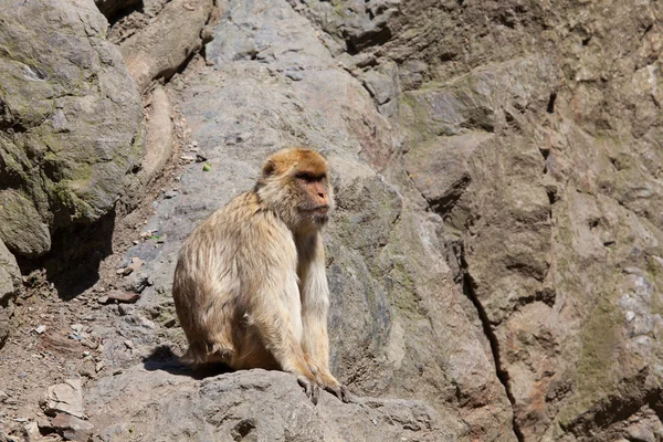 Einsamer Berberaffe (Macaca sylvanus) auf einem steilen Felsen — Stockfoto