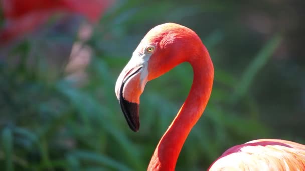 Portrait of Cuban Flamingo — Stock Video