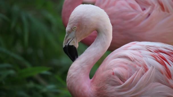 Detail of two Pink Flamingo in the lake — Stock Video