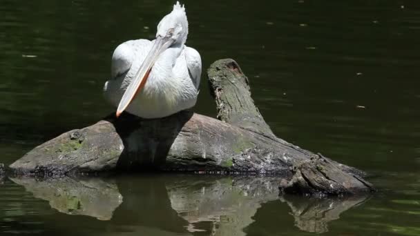 Далматинский пеликан-пелекан хрустящий — стоковое видео