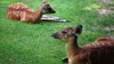 iki genç antilop Batı