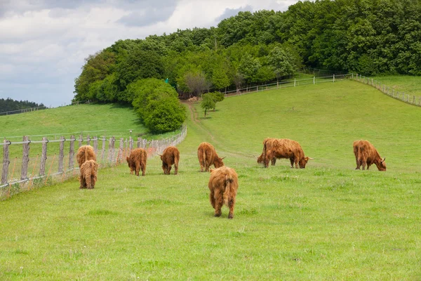 The herd of aberdeen angus on spring meadow — Stock Photo, Image