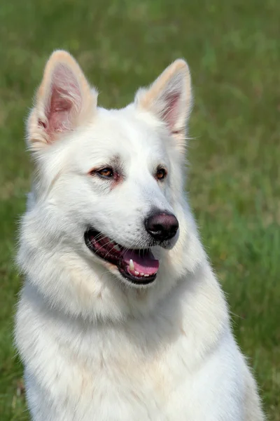 Dettaglio del cane pastore svizzero bianco — Foto Stock