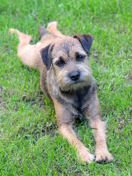 Szczeniak border terrier na łące — Zdjęcie stockowe