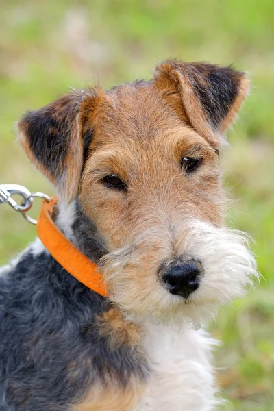 Detalle del típico perro de alambre Fox Terrier —  Fotos de Stock