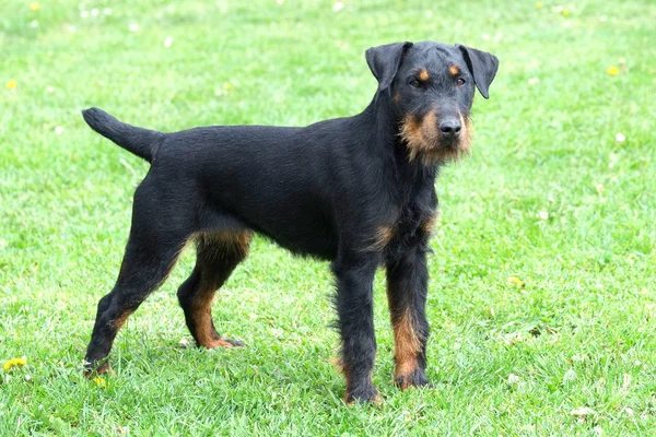 Retrato de cazador alemán Terrier en césped de hierba verde — Foto de Stock