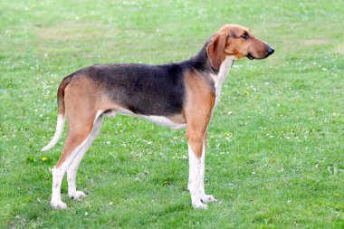 tipik scenthound poitevin bahar Çayır köpeği