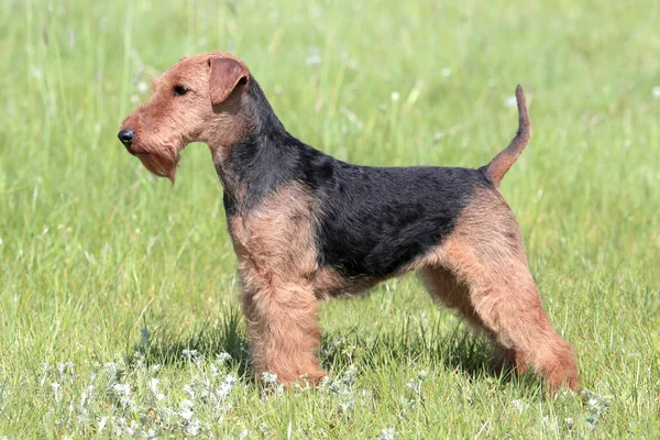 Welsh terrier på en Sommaräng — Stockfoto