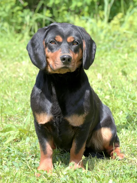 Retrato de Daschbracke Alpino Preto no jardim — Fotografia de Stock