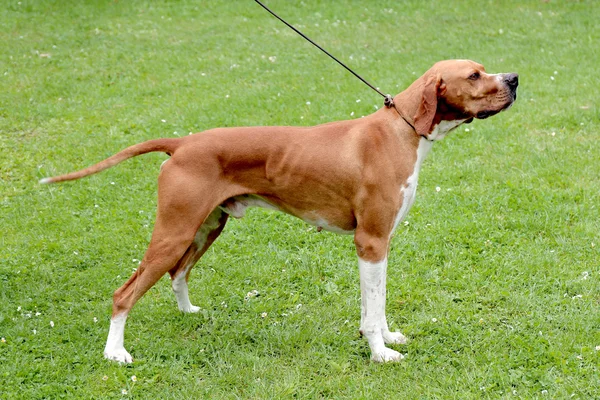 Yeşil çim çim üzerinde kahverengi işaretçi köpek — Stok fotoğraf