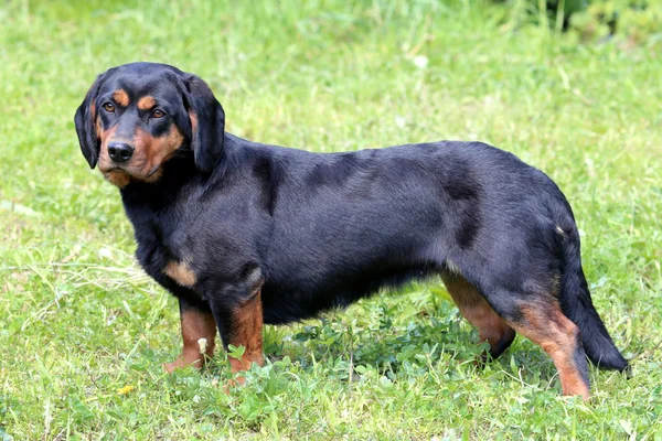 Zwarte alpine daschbracke in de tuin — Stockfoto