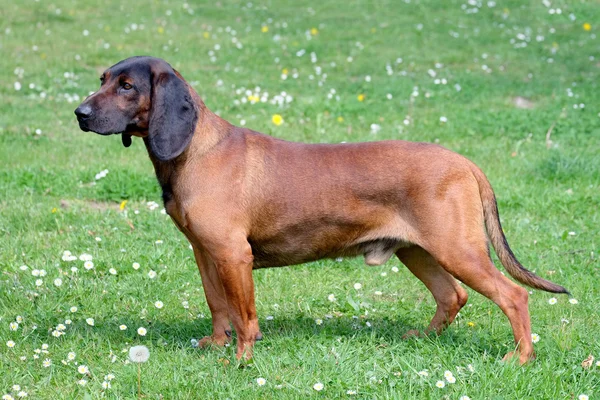 Scenthound de la fuente bávara en un prado de primavera — Foto de Stock