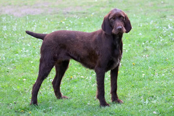 Типичная пудельпойнтерская собака в саду — стоковое фото