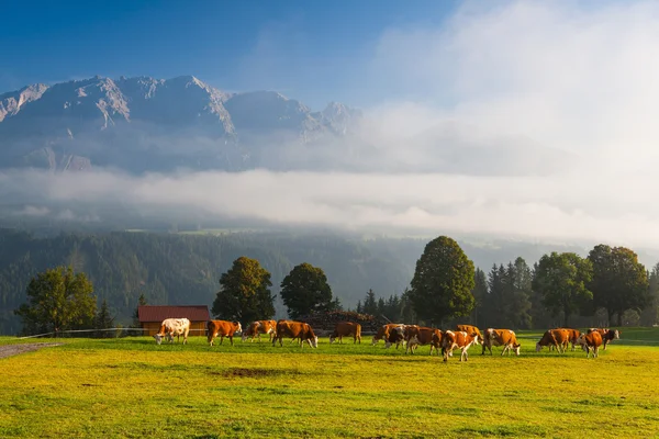 On pasture in the morning mist — Stock Photo, Image