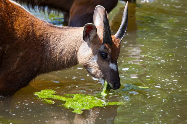 Antelope Sitatoenga eet water algen in de waterplas — Stockfoto