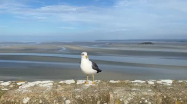 Duvardaki martı, Mont Saint Michel, Brittany, Fransa. Mont-Saint-Michel Avrupa 'nın en unutulmaz manzaralarından biridir.