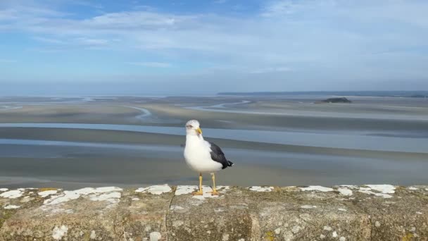 Duvardaki Martı Mont Saint Michel Brittany Fransa Mont Saint Michel — Stok video