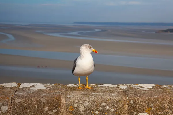 Möwe Der Wand Mont Saint Michel Bretagne Frankreich Der Mont — Stockfoto