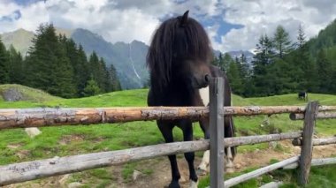 Çayırdaki at, Duisitzkarsee Gölü, Avusturya. Duisitzkarsee muhtemelen Schladminger Tauern 'deki en güzel dağ göllerinden biridir. Coronaviru' dan sonra turistlerin olmadığı yer.