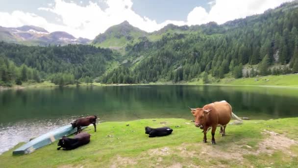 Pascolo Nella Giornata Sole Lago Giglachsee Nella Stiria Tauri Austria — Video Stock