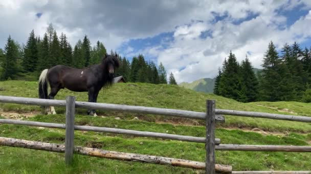 Het Paard Weide Duisitzkarsee Lake Oostenrijk Duisitzkarsee Waarschijnlijk Een Van — Stockvideo
