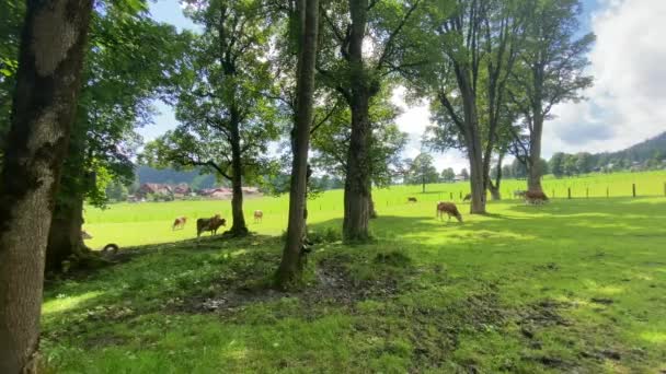 Vacas Pasto Ramsau Dachstein Áustria Esta Maravilhosa Área Pastagens Alpinas — Vídeo de Stock