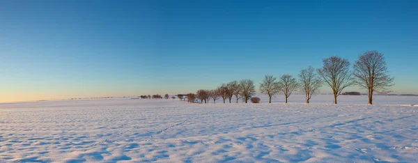 Alley Trees Winter Fields Sunrise Empty Road Snow Covered Field — Stock Photo, Image