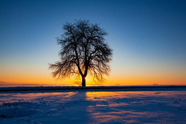 Lonely Tree Winter Field Sunrise Empty Road Snow Covered Field — Photo