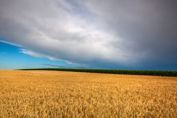 Pšeničná Kukuřičná Pole Úžasný Západ Slunce Před Bouřkou Česká Republika — Stock fotografie