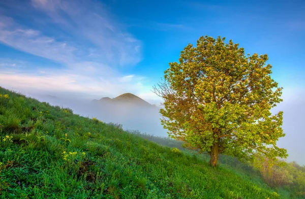 Misty Πρωί Στο Λόφο Στο Central Bohemian Uplands Τσεχική Δημοκρατία — Φωτογραφία Αρχείου