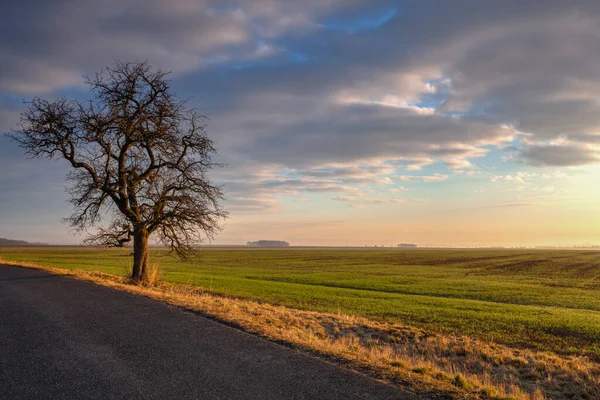 Landstraße Zwischen Feldern Bei Herrlichem Sonnenaufgang Mittelböhmischen Hochland Tschechien — Stockfoto