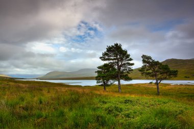 İskoçya 'daki Little Loch Broom sahilinde üç çam ağacı. Loch Broom, İskoçya 'nın batı kıyısındaki Lochbroom bölgesinde, Ross ve Cromarty' nin kuzeybatısında yer alan bir deniz gölüdür..