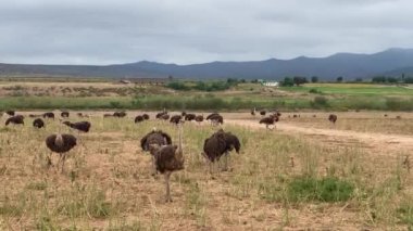Güney Afrika 'nın Batı Cape Eyaleti' ndeki Ladismith ve Barrydale arasındaki merkez güzergahtaki devekuşu çiftliği.