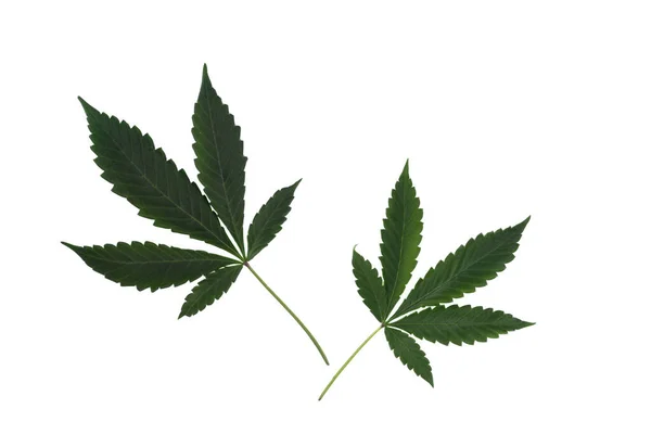 Ovanifrån Två Blad Marijuana Isolerad Vit Bakgrund Kopiera Utrymme — Stockfoto