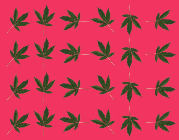 Pattern Marijuana Leaves Red Background View Abstract Background — Stock Photo, Image