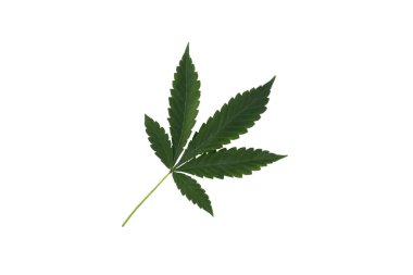 Beyaz arka planda izole edilmiş marihuana yaprağının üst görüntüsü. Boşluğu kopyala.
