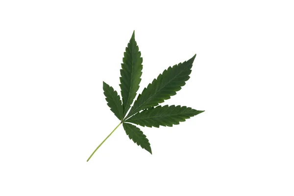 Ovanifrån Marijuana Blad Isolerad Vit Bakgrund Kopiera Utrymme — Stockfoto