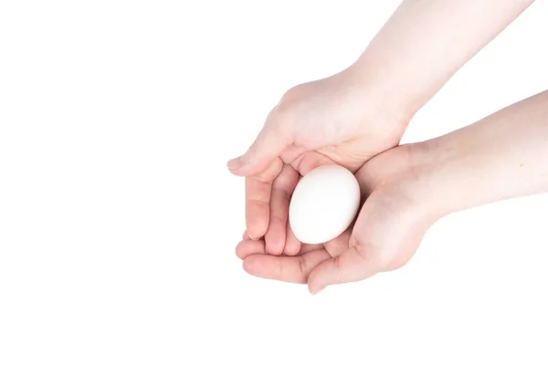 Huevo de pollo blanco en palmas femeninas sobre fondo blanco. Imágenes de stock libres de derechos
