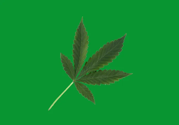 Yeşil Arka Planda Izole Edilmiş Taze Marihuana Yaprağını Kapat Boşluğu — Stok fotoğraf