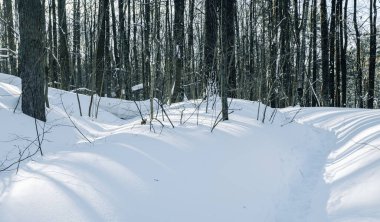Açık güneşli bir günde, kış ormanındaki ağaç gövdeleri..