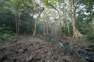 Ormanın derinliklerine yağmur yağıyor.