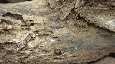 Ağaç Gövdesi deseni makro çekim