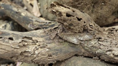 Ağaç Gövdesi deseni makro çekim