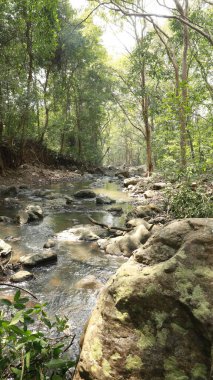 Ormandaki yosunlu kayaların arasından akan su