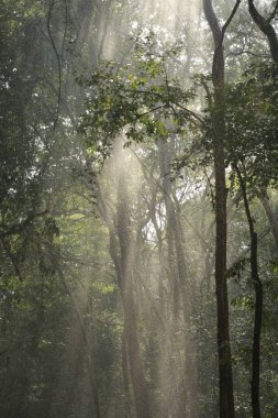 Ormanın derinliklerine yağmur yağıyor.