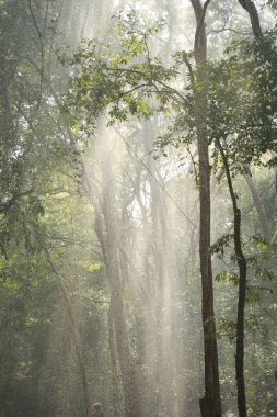 Ormanın derinliklerine yağmur yağıyor.