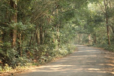 Ormandaki Kırsal Tar Yolu