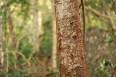 Ağaç Gövdesi deseni makro çekim