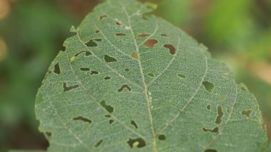 Ağaçtaki hasarlı yeşil yaprak