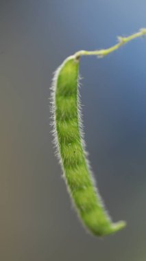 Ağaçtaki Hint İlacı Meyvesi